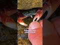 TINGLY ASMR Crab Pedicure Sounds! 🤯🦀✨ #asmreating #shorts