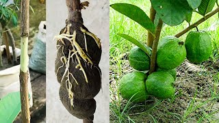 Traditional and Most Successful Method of Air Layering - Guava Plant Air Layering