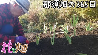 ジャーマンアイリスの丘パンパカパーン来春に期待して那須畑😃白玉粉でみたらし団子👍ヤーコン入り11/13 2024 1