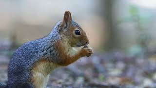 Sincap / Caucasian Squirrel / Sciurus anomalus