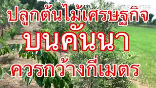 ปลูกต้นไม้เศรษฐกิจ-บนคันนา-ควรกว้างกี่เมตร?