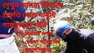 জঙ্গল থেকে ঔষধি গুণসম্পন্ন গাছ সংগ্রহ#viralvideo #foryou #video