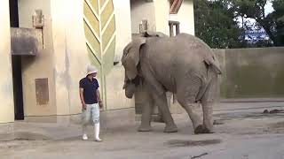 熊本地震前の熊本市動植物園のアフリカゾウ