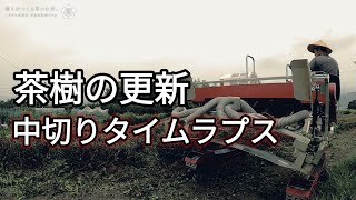 【中切り】茶樹の更新【タイムラプス】