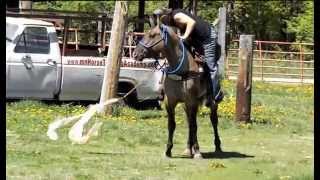 AQHA Grulla Stallion at the Minnesota Horse Training Academy