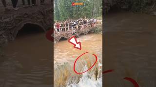 Warga dikagetkan dengan ribuan ikan yang naik ke permukaan #animals #yearofyou #fish #shortvideo