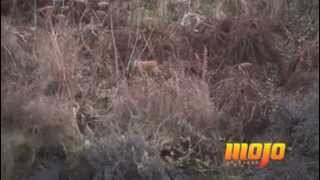 MOJO Outdoors - Coyote Jumps in Hunters Lap