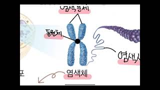 생명과학Ⅰ 35차시 (염색체, DNA, 유전자, 핵상, 핵형)