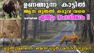 കാടുകൾ ഉണങ്ങി ആന കടുവ ഉൾപ്പടെ വഴിയിൽ | Dry Forest Safari Bandipur Masinagudi | ELEPHATS TIGER FOREST