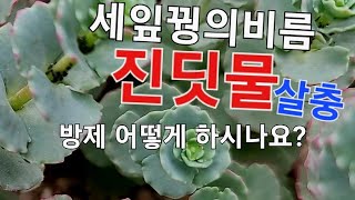 세잎꿩의 비름에 발생한  진딧물 어떻게 살충하시나요?