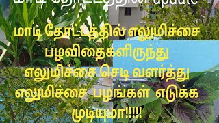 மாடி தோட்டத்தின் update/மாடி தோட்டத்தில் எலுமிச்சை மரம் வளர்ப்பது எப்படி/ கோவைக்காய் கொடி வளர்ப்பு