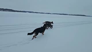 GSD is excited to be on frozen lake