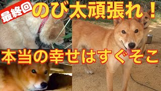 【最終回】保健所出身野犬？野良？のび太くん第二の犬生に向けて卒業。幸せになぁ〜れ‼️