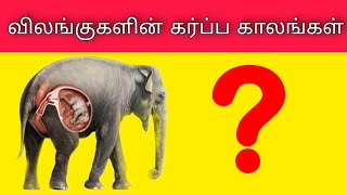 Animals pregnant days in tamil | விலங்குகளின் கர்ப்ப காலங்கள் | Animals pregnancy time