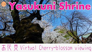 【お花見 Ohanami】靖国神社　定点カメラ Yasukuni Shrine fixed point camera Virtual Cherry-blossom viewing【4K】