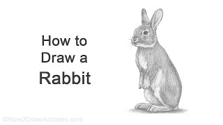 How to Draw a Rabbit (Standing)