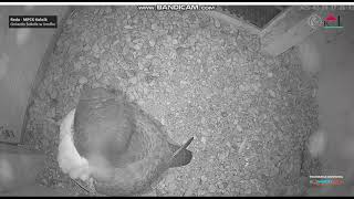 MPCK Koksik Reda PL - Full Kaszub in the nest before the night - 2025 02 14 17 26