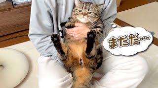 人形になりきって実は逃げる隙を狙ってる猫w