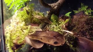 Toad, Salamander and Frog update!!!!