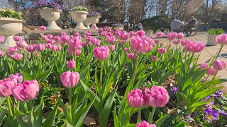 千葉県　アンデルセン公園（2025　0104）ﾁｭｰﾘｯﾌﾟ