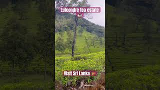 Lulcondre (loolkandura) ලූල්කදුර tea estate Sri Lanka 🇱🇰 #tea #srilanka #visitsrilanka #nature