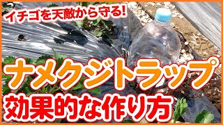 家庭菜園や農園栽培の天敵！ナメクジトラップの作り方！イチゴ栽培などで効果的！ペットボトルを使った害虫対策をご紹介【農家直伝】/ How to make a slug trap.