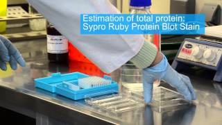 Reverse Phase Protein Array - RPPA