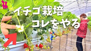 【イチゴ4月の作業】花の受粉サインはココを見る！芽かきや葉かき実演！