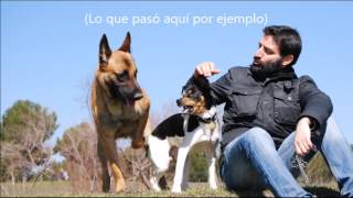 Entender al perro: Espacio personal, agresividad territorial y amistades.