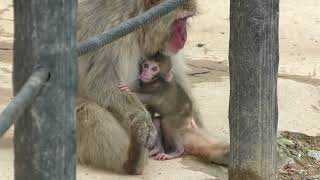 やっぱりかわいいニホンザルの赤ちゃん🐒 After all cute Japanese macaque baby (Snow monkey baby)