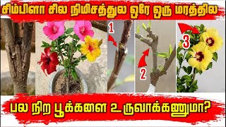 தாவர இனப்பெருக்கம் | ஒட்டுதல் | ஒரு தாவரத்தில் பல நிற பூக்களை உருவாக்கல்