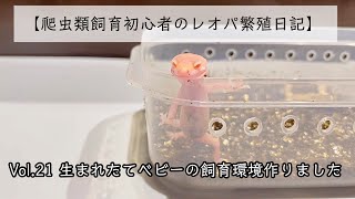 【爬虫類飼育初心者のレオパ繁殖日記】Vol.21  生まれたてベビーの飼育環境作りました