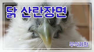 닭 산란장면