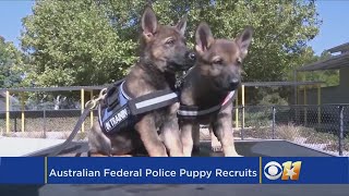 Australian Federal Police Puppy Recruits