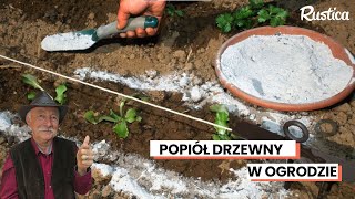 Popraw Swoje Uprawy dzięki Popiołowi Drzewnemu: Właściwości, Zastosowanie i Wskazówki