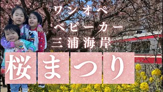 2025年三浦海岸🌸河津桜　桜まつり