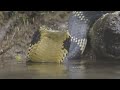 the king cobra snakes sos goa’s wildest natgeoadventure