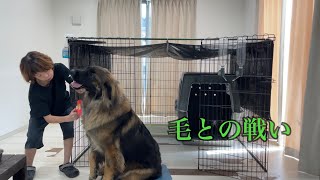 【超大型犬】　一昨日のボーズ　Leonberger　レオンベルガー