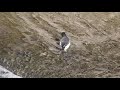 セグロセキレイjapanese wagtail（背黒鶺鴒、学名：motacilla grandis）スズメ目セキレイ科　dscn8928