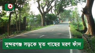 সুন্দরগঞ্জ সড়কে মৃত গাছের মরণ ফাঁদ