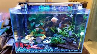 魚世界 FishWorld[個人分享] 水族箱介紹 設備 過濾 讓水變乾淨的方法 introduce the fish tank filter and equipment