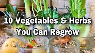 10 Vegetables You Can Regrow from Kitchen Scraps - Get FREE SEEDS!