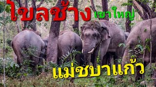 โขลงช้างป่าชบาแก้ว มาเต็ม มาดูกันค่ะ🌳🐘🐘🐘🐘🐘🐘🐘🐘🐘🐘🐘🌳