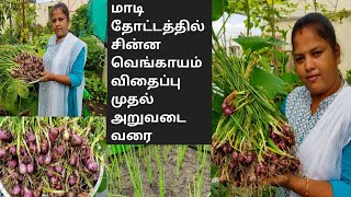 மாடி தோட்டத்தில் சின்ன வெங்காயம் விதைப்பு முதல் அறுவடை வரை|How To Grow Small Onion In Terrace Garden