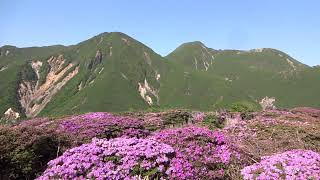 くじゅう連山　立中山山頂　360度　ミヤマキリシマ