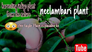 harvesting neelambari ( Indigo) plant from our nature in jungle medical plant#viralvideo #trending