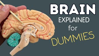 The Brain Explained in 7 Minutes