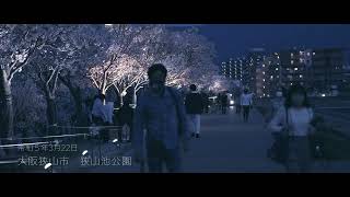 早すぎる桜満開　大阪　狭山池公園の桜