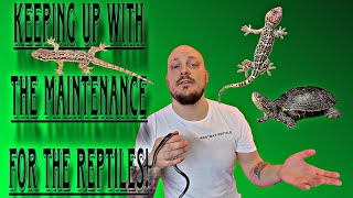 A DAY IN THE LIFE OF A REPTILE KEEPER | WESTBAY REPTILES