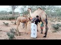 AFRICAN VILLAGE LIFE # MILKING CAMEL//DRINKING UNBOILED MILK